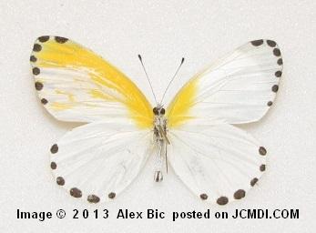 Mylothris rhodope (maybe) gynandromorph (underside).jpg